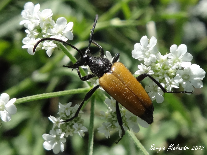 Parachorymbia fulva (Cerambycidae)